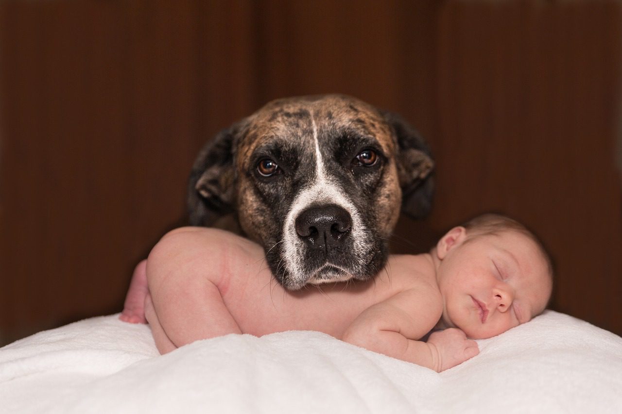 Best Dogs With Kids Dog Features