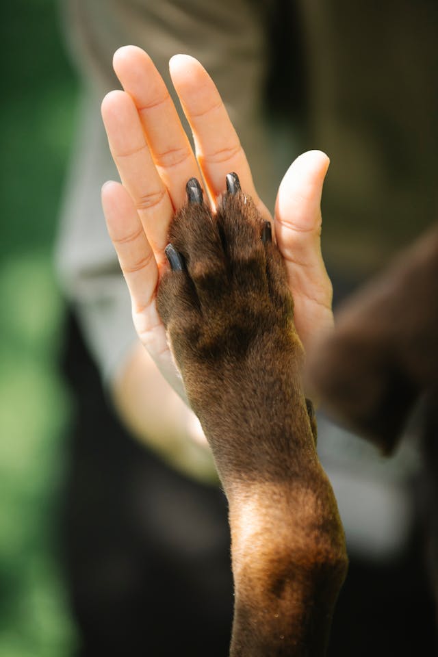 Inspect Dog Paws