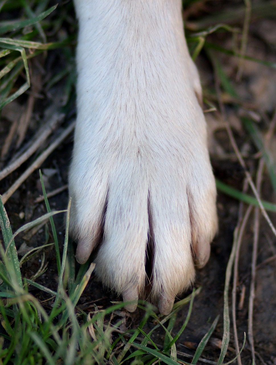 Stunning Dog Nail Trimming For Anxious Dogs image