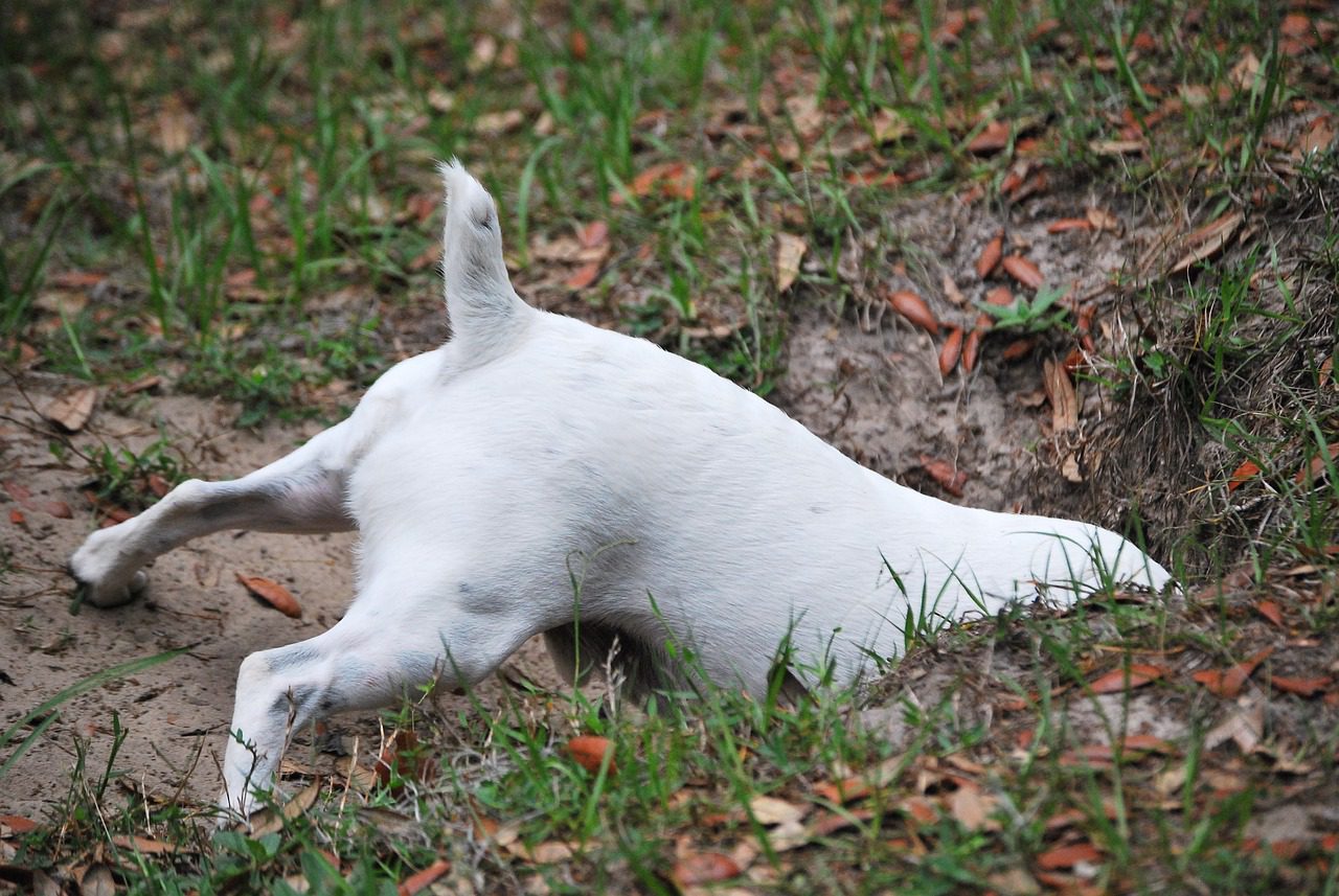 S Dig Stop Your Dog Digging - Dog Features