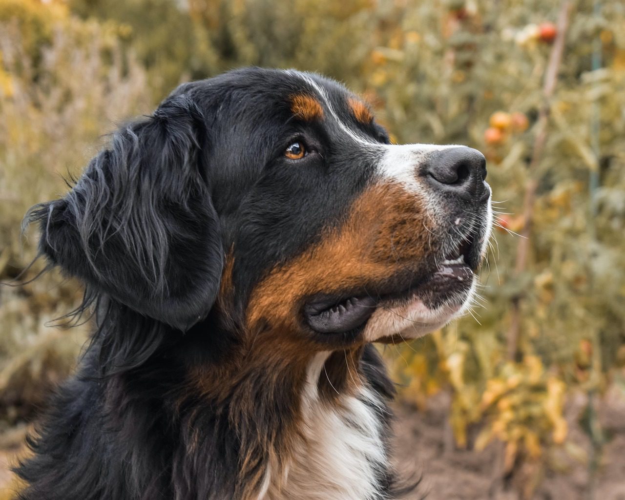 Bernese Mountain Dog - Dog Features