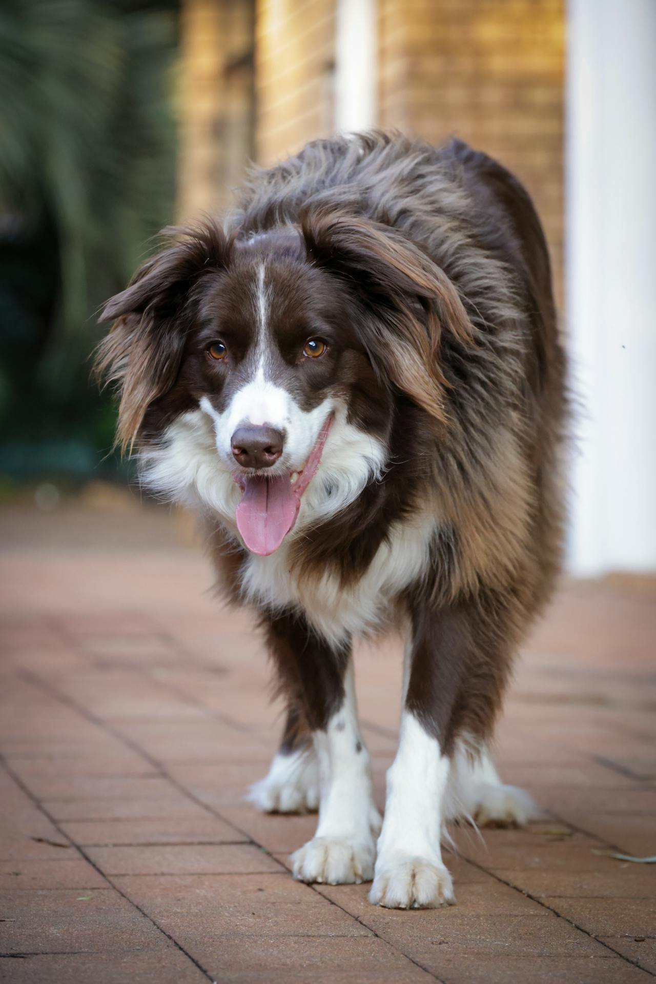 Obesity in Dogs - Dog Features - Rate Of Dog Obesity