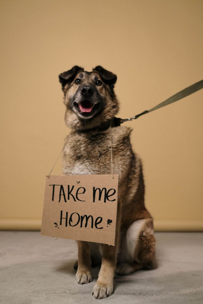 adopt a rescue pet